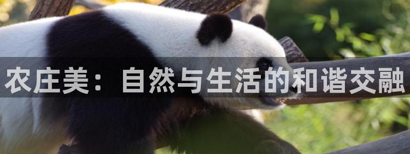 fh至尊闪退
