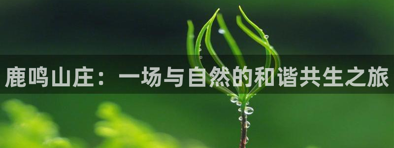 fh至尊凤凰代理