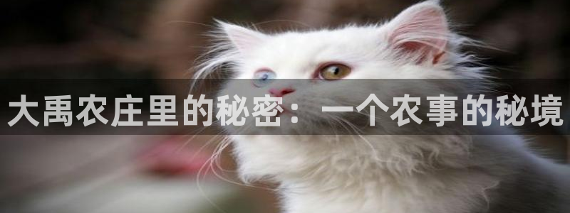 fh至尊是老凤凰平台么