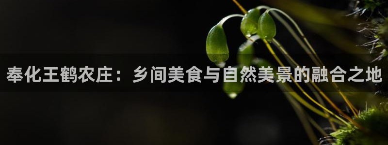 fh至尊平台简介