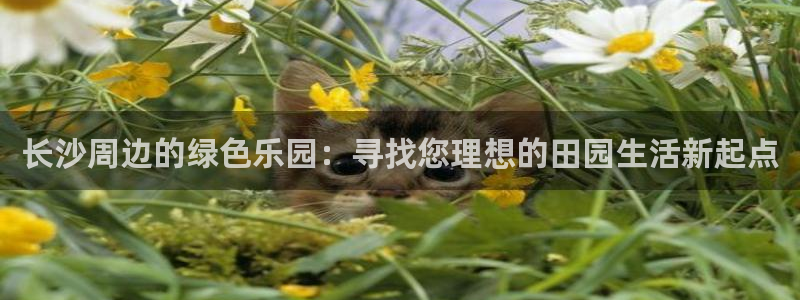 fh至尊品牌介绍