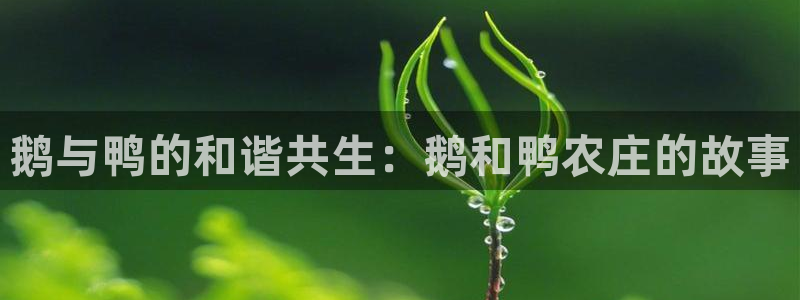 fh至尊平台多少年了